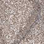 Immunohistochemical staining of human tonsil shows strong nuclear positivity in lymphoid cells.