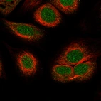 Immunofluorescence staining of U-251 cells using the Anti-ATRX monoclonal antibody, showing specific staining in the nucleus staining in green. Microtubule- and nuclear probes are visualized in red and blue, respectively (where available).
