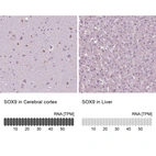 Immunohistochemistry analysis in human cerebral cortex and liver tissues using AMAb90795 antibody. Corresponding SOX9 RNA-seq data are presented for the same tissues.
