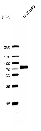 Western blot analysis in human cell line U-251MG.