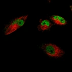 Immunofluorescence staining of U-251 cells using the Anti-SOX9 monoclonal antibody, showing specific staining in the nucleoplasm in green. Microtubule- and nuclear probes are visualized in red and blue, respectively (where available).