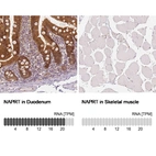 Immunohistochemistry analysis in human duodenum and skeletal muscle tissues using AMAb90823 antibody. Corresponding NAPRT RNA-seq data are presented for the same tissues.