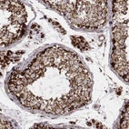 Immunohistochemical staining of human testis shows strong granular cytoplasmic positivity in cells in seminiferous ducts, as well as in Leydig cells.