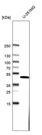 Western blot analysis in human cell line U-251MG.