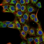 Immunofluorescence staining of A-431 cells using the Anti-TUFM monoclonal antibody, showing distinct mitochondrial staining in green. Microtubule- and nuclear probes are visualized in red and blue, respectively (where available).