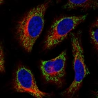 Immunofluorescence staining in HeLa cell line with Anti-TUFM monoclonal antibody, showing distinct mitochondrial staining in green. Microtubule- and nuclear probes are visualized in red and blue respectively (where available).