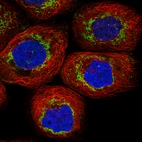 Immunofluorescence staining in A431 cell line with Anti-TUFM monoclonal antibody, showing distinct mitochondrial staining in green. Microtubule- and nuclear probes are visualized in red and blue respectively (where available).