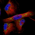 Immunofluorescence staining in U251 cell line with Anti-TUFM monoclonal antibody, showing distinct mitochondrial staining in green. Microtubule- and nuclear probes are visualized in red and blue respectively (where available).
