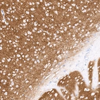 Immunohistochemical staining of mouse brain shows strong positivity in the neuropil of cerebral cortex and striatum.