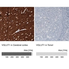 Immunohistochemistry analysis in human cerebral cortex and tonsil tissues using AMAb91041 antibody. Corresponding VGLUT1 RNA-seq data are presented for the same tissues.