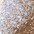 Immunohistochemical staining of human cerebellum shows strong cytoplasmic positivity in oligodendrocytes and in myelinated neural fibers.