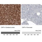 Immunohistochemistry analysis in human cerebral cortex and pancreas tissues using AMAb91072 antibody. Corresponding CNP RNA-seq data are presented for the same tissues.
