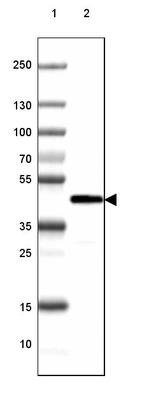 Lane 1: Marker [kDa] 250, 130, 100, 70, 55, 35, 25, 15, 10_br/_Lane 2: Human Cerebral Cortex tissue