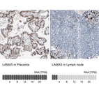 Immunohistochemistry analysis in human placenta and lymph node tissues using AMAb91124 antibody. Corresponding LAMA5 RNA-seq data are presented for the same tissues.
