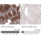 Anti-LAMP1 Antibody