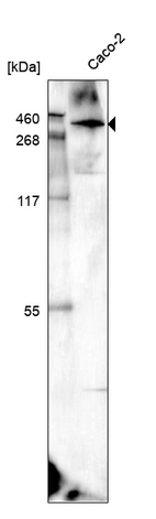 Western blot analysis in human cell line Caco-2.