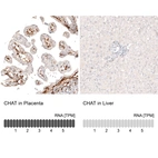 Immunohistochemistry analysis in human placenta and liver tissues using AMAb91129 antibody. Corresponding CHAT RNA-seq data are presented for the same tissues.