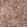 Anti-LAMP1 Antibody