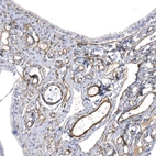 Anti-LAMA4 Recombinant Antibody