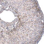 Immunohistochemical staining of mouse adrenal gland shows moderate membranous positivity in glandular cells.