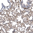 Immunohistochemical staining of rat lung shows moderate membranous positivity in pneumocytes.