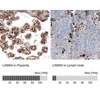Immunohistochemistry analysis in human placenta and lymph node tissues using AMAb91133 antibody. Corresponding LAMA4 RNA-seq data are presented for the same tissues.