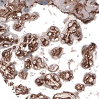 Immunohistochemical staining of human placenta shows strong positivity in basement membrane of trophoblastic cells and endothelial cells.