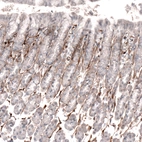 Immunohistochemical staining of rat stomach shows moderate to strong positivity in basement membrane of glandular cells.