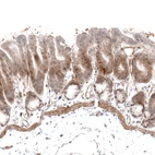 Immunohistochemical staining of mouse stomach shows moderate positivity in basement membrane of glandular cells.