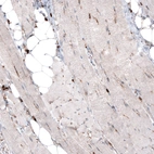 Immunohistochemical staining of human skeletal muscle shows negative to very weak positivity in myocytes.