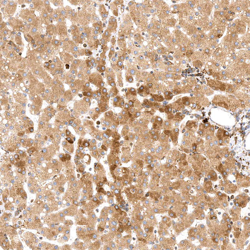 Anti-PPIB Recombinant Antibody