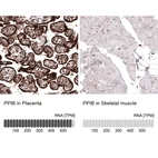 Immunohistochemistry analysis in human placenta and skeletal muscle tissues using AMAb91245 antibody. Corresponding PPIB RNA-seq data are presented for the same tissues.