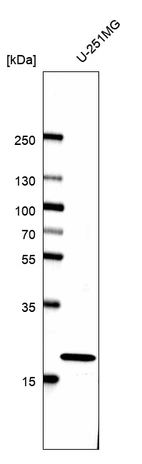 Western blot analysis in human cell line U-251MG.