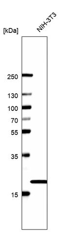Western blot analysis in mouse cell line NIH-3T3.