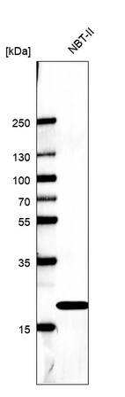 Western blot analysis in rat cell line NBT-II.