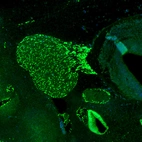 Immunofluorescence staining of mouse embryo E11 shows strong positivity in the developing trigeminal ganglion.