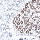 Immunohistochemical staining of human breast shows moderate to strong nuclear positivity in glandular cells.