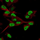 Immunofluorescence staining of SK-MEL-30 cells using the Anti-SOX10 monoclonal antibody, showing specific staining in the nucleoplasm in green. Microtubule- and nuclear probes are visualized in red and blue, respectively (where available).