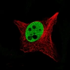 Immunofluorescence staining of SK-MEL-30 cells using the Anti-SOX10 monoclonal antibody, showing specific staining in the nucleoplasm in green. Microtubule- and nuclear probes are visualized in red and blue, respectively (where available).