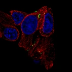 Immunofluorescence staining of RT-4 cells using the Anti-GJB6 monoclonal antibody, showing specific staining of cell junctions in green. Microtubule- and nuclear probes are visualized in red and blue, respectively (where available).