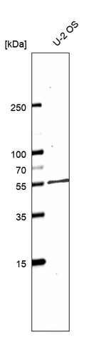 Western blot analysis in human cell line U-2 OS.