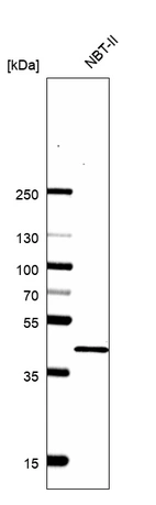 Western blot analysis in rat cell line NBT-II.