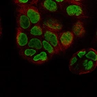 Immunofluorescence staining of CACO-2 cells using the Anti-H2AFY monoclonal antibody, showing specific staining in the nucleoplasm in green. Microtubule- and nuclear probes are visualized in red and blue, respectively (where available).