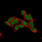 Immunofluorescence staining of SH-SY5Y cells using the Anti-CUX1 monoclonal antibody, showing specific staining in the nucleoplasm in green. Microtubule- and nuclear probes are visualized in red and blue, respectively (where available).