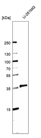 Western blot analysis in human cell line U-251MG.