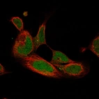 Immunofluorescence staining of HEK293 cells using the Anti-PAX6 monoclonal antibody, showing specific staining in the nucleoplasm in green. Microtubule- and nuclear probes are visualized in red and blue, respectively (where available).