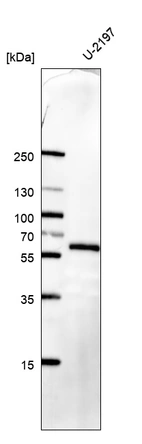 Western blot analysis in human cell line U-2197.