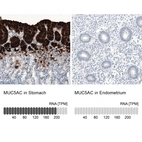 Immunohistochemistry analysis in human stomach and endometrium tissues using AMAb91539 antibody. Corresponding MUC5AC RNA-seq data are presented for the same tissues.