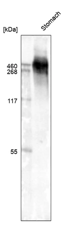 Western blot analysis in human stomach tissue.