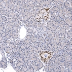 Anti-INSM1 Recombinant Antibody